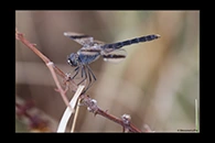 PhotoID: Dr648. Northern Banded Groundling (Brachythemis impartita) - male