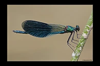 PhotoID: Da005. Banded Demoiselle (Calopteryx splendens) - male