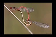 PhotoID: Da161. Small Red Damsel (Ceriagrion tenellum) - copula