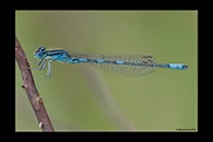 PhotoID: Da169. Dainty Bluet (Coenagrion scitulum) - male