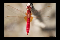 PhotoID: Dr164. Broad Scarlet (Crocothemis erythraea) - male