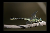 PhotoID: Dr1348. Yellow Clubtail (Gomphus simillimus) - male