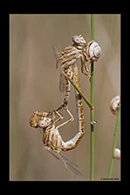 PhotoID: Dr1573. Faded Pincertail (Onychogomphus costae) - copula