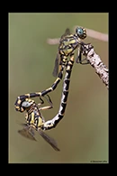 PhotoID: Dr435. Large Pincertail (Onychogomphus uncatus) - copula