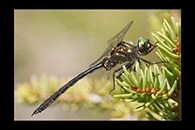PhotoID: Dr952. Northern Emerald (Somatochlora arctica) - male