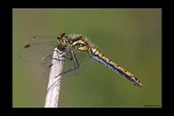PhotoID: Dr478. Black Darter (Sympetrum danae) - female