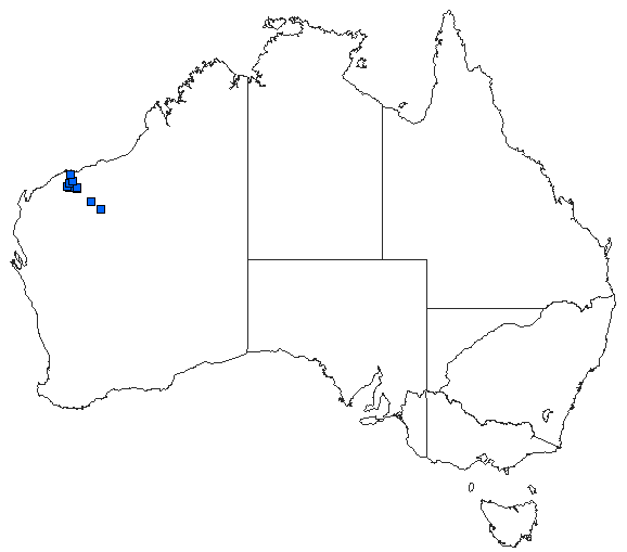 Australian distribution of Agriocnemis kunjina
