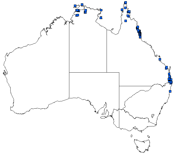 Australian distribution of Agrionoptera insignis allogenes