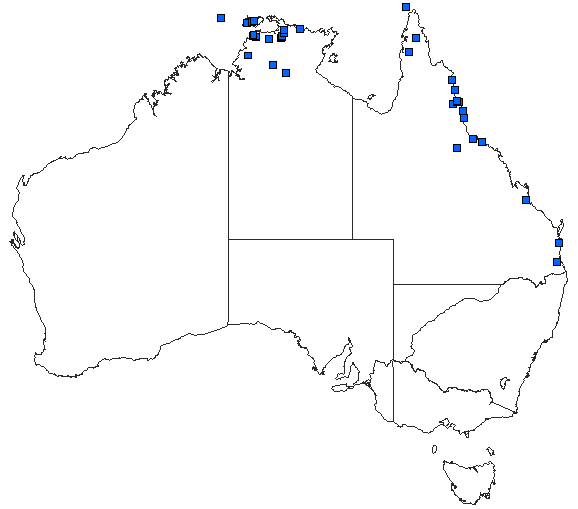 Australian distribution of Anax gibbosulus