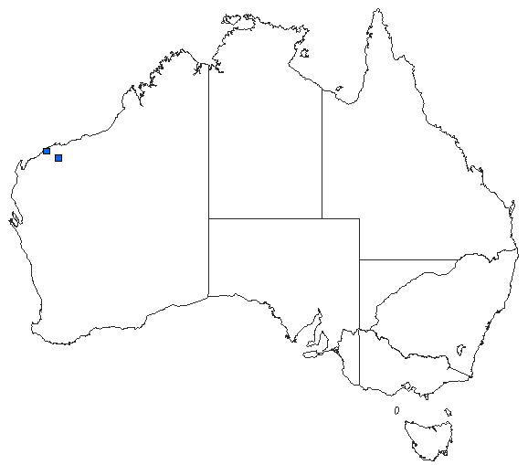 Australian distribution of Antipodogomphus hodgkini