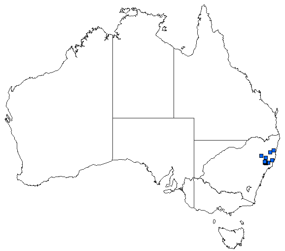 Australian distribution of Austroargiolestes brookhousei