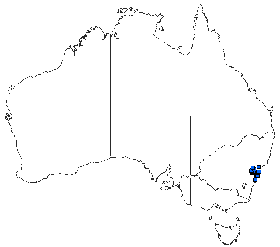 Australian distribution of Austroargiolestes isabellae
