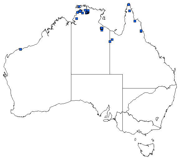 Australian distribution of Austrocnemis maccullochi