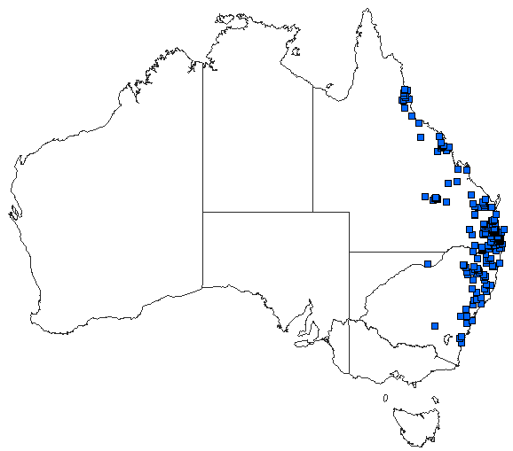 Australian distribution of Austrogomphus amphiclitus