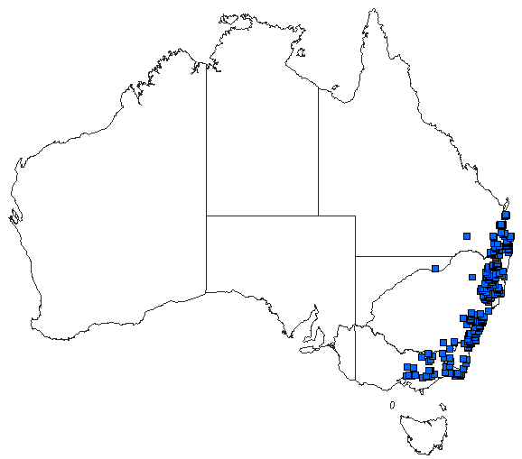 Australian distribution of Austrogomphus ochraceus
