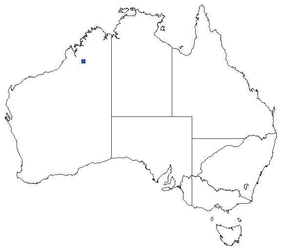 Australian distribution of Austrogomphus pusillus