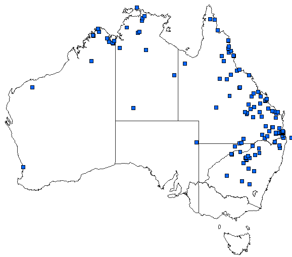Australian distribution of Austrogynacantha heterogena