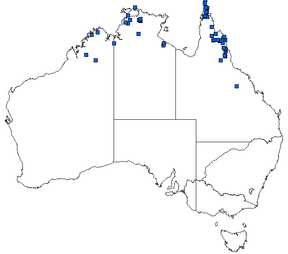 Australian distribution of Austrolestes insularis
