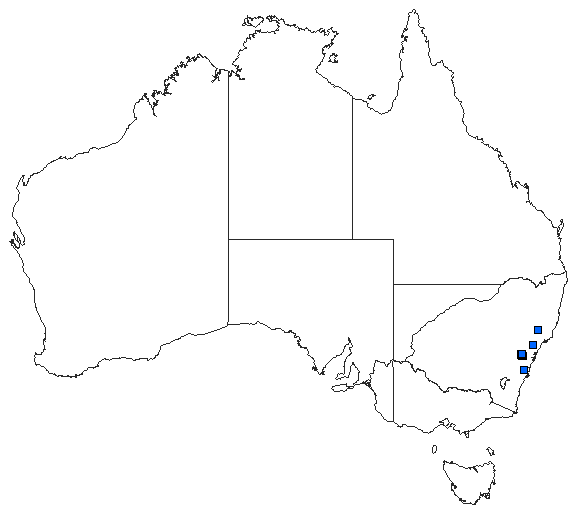Australian distribution of Austropetalia patricia
