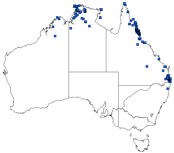 Australian distribution of Ceriagrion aeruginosum