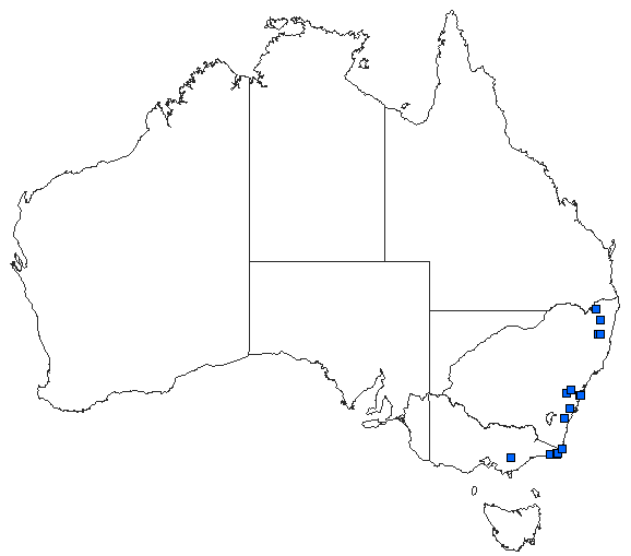 Australian distribution of Cordulephya montana