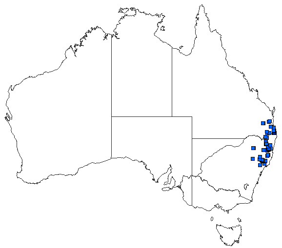 Australian distribution of Eusynthemis aurolineata