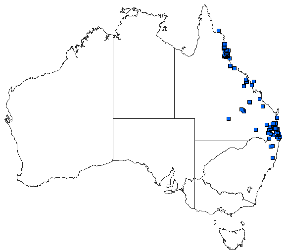 Australian distribution of Eusynthemis nigra