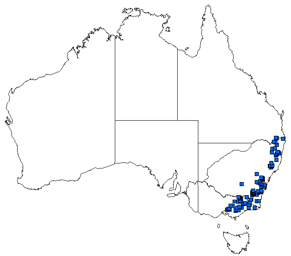 Australian distribution of Eusynthemis virgula
