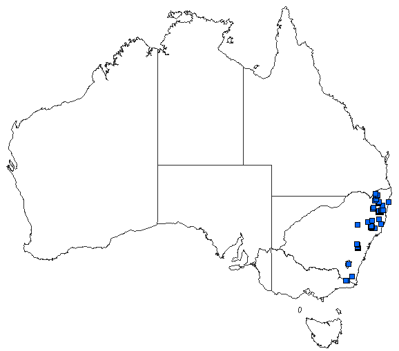 Australian distribution of Griseargiolestes eboracus