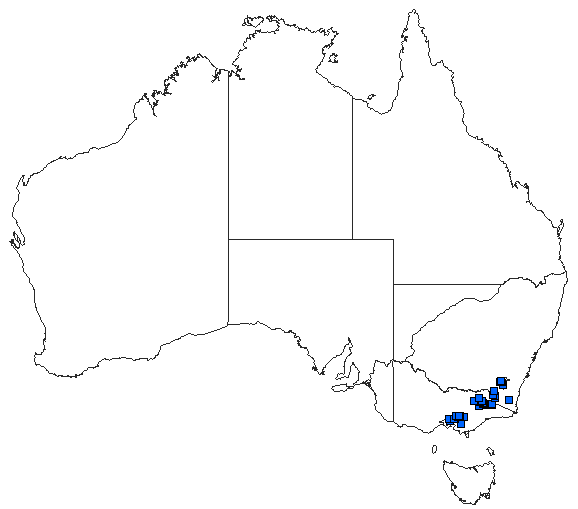 Australian distribution of Griseargiolestes intermedius