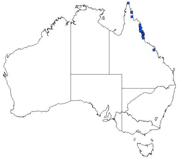 Australian distribution of Gynacantha mocsaryi
