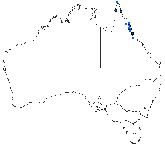 Australian distribution of Indolestes tenuissimus