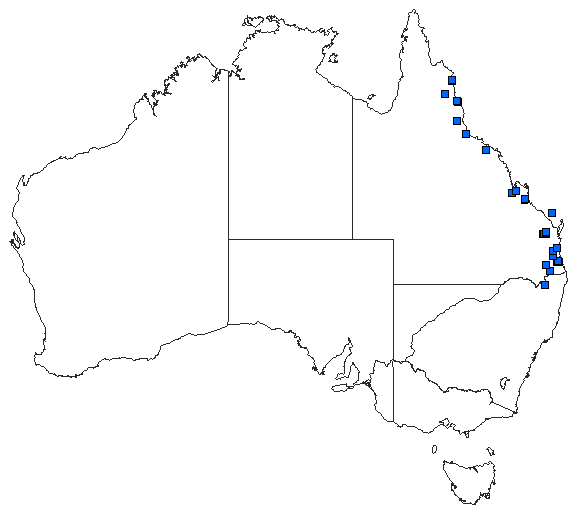 Australian distribution of Micromidia atrifrons