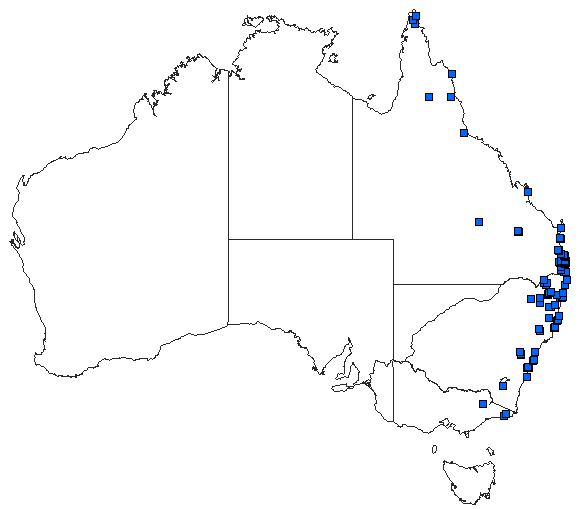 Australian distribution of Nannophya australis