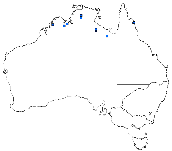 Australian distribution of Notolibellula bicolor