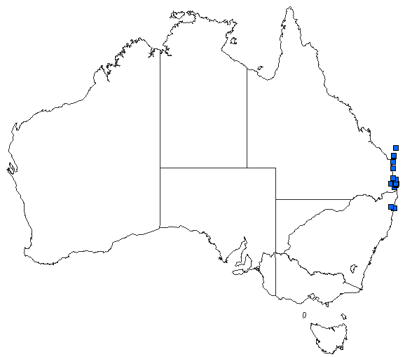 Australian distribution of Orthetrum boumiera