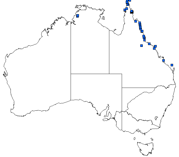 Australian distribution of Orthetrum serapia
