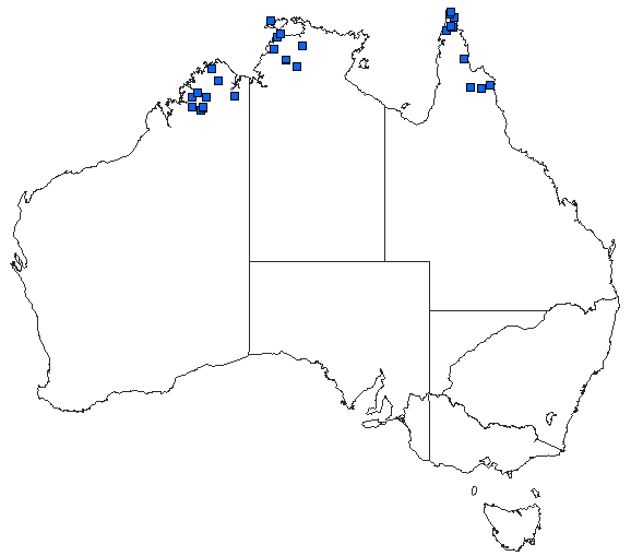 Australian distribution of Pseudagrion lucifer