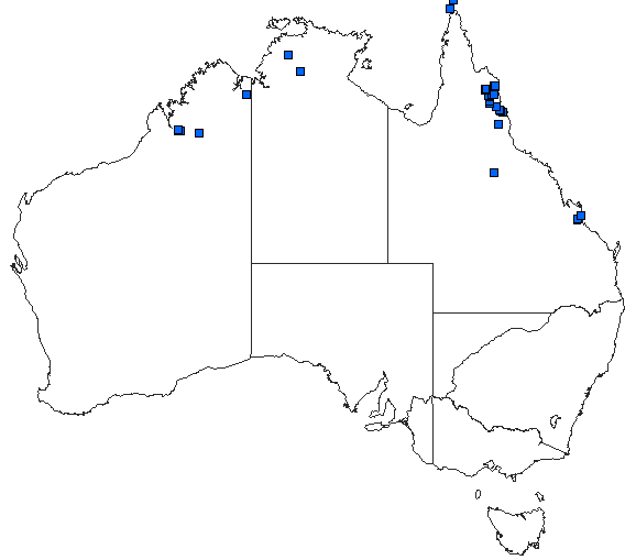 Australian distribution of Rhadinosticta banksi