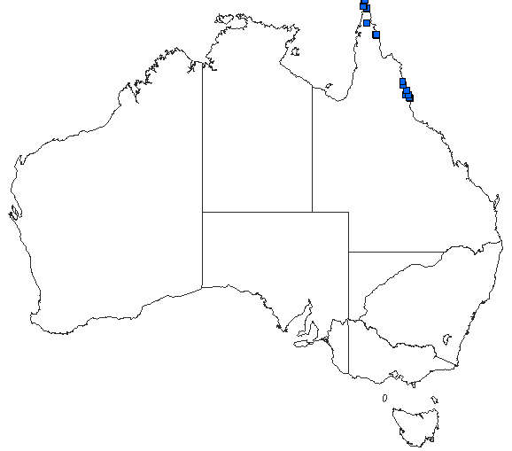 Australian distribution of Teinobasis rufithorax