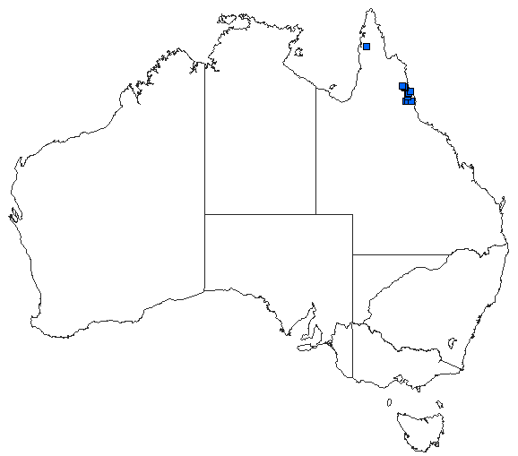Australian distribution of Tonyosynthemis claviculata