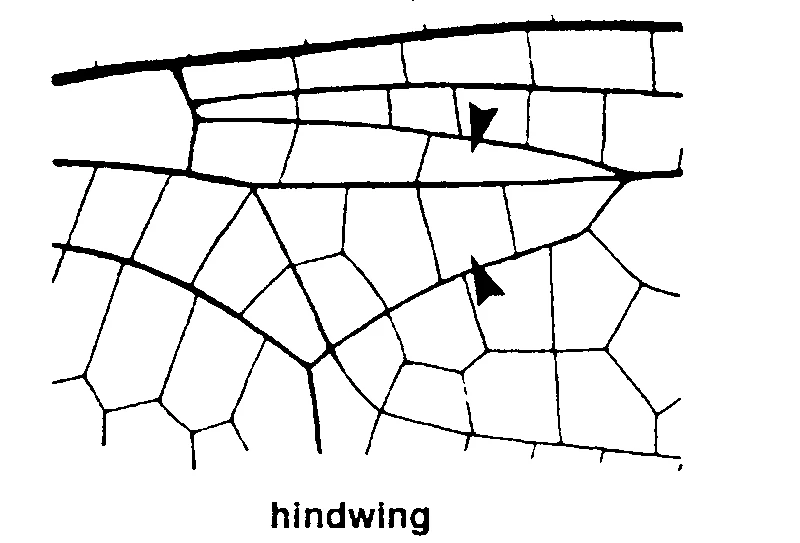 couplet drawing
