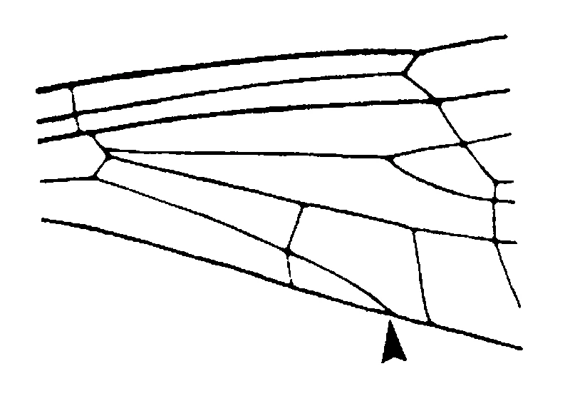 couplet drawing
