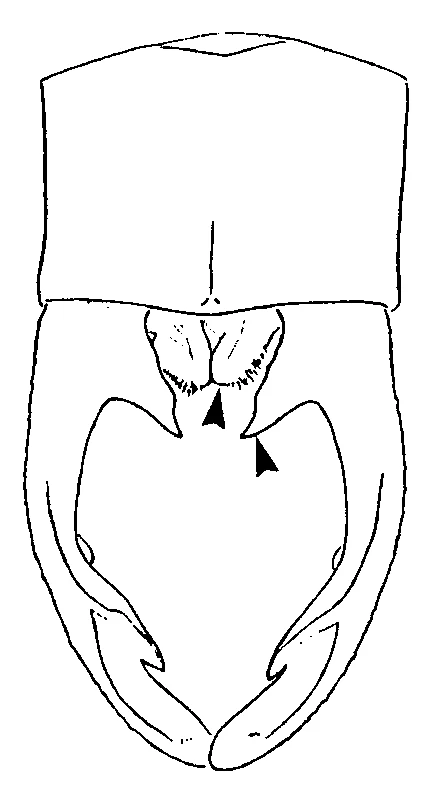 couplet drawing