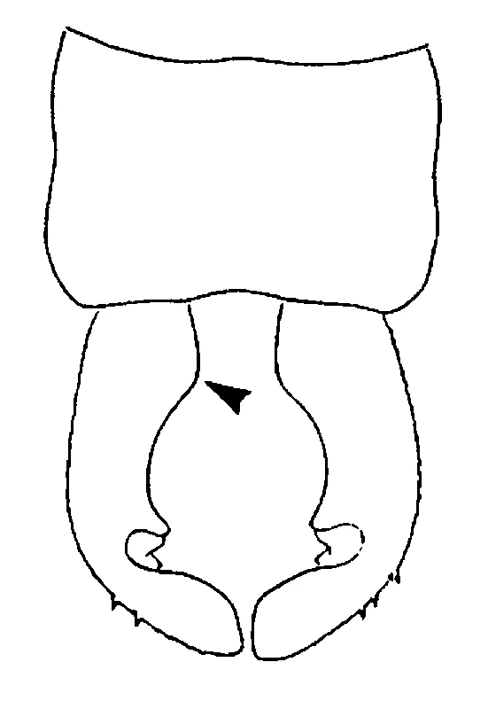 couplet drawing