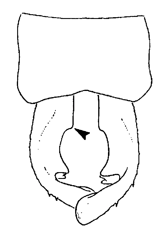 couplet drawing