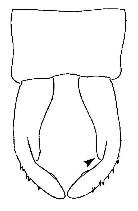 couplet drawing