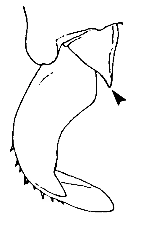 couplet drawing