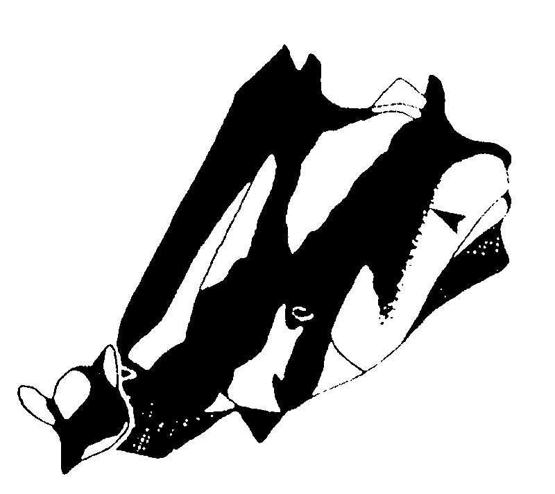 couplet drawing
