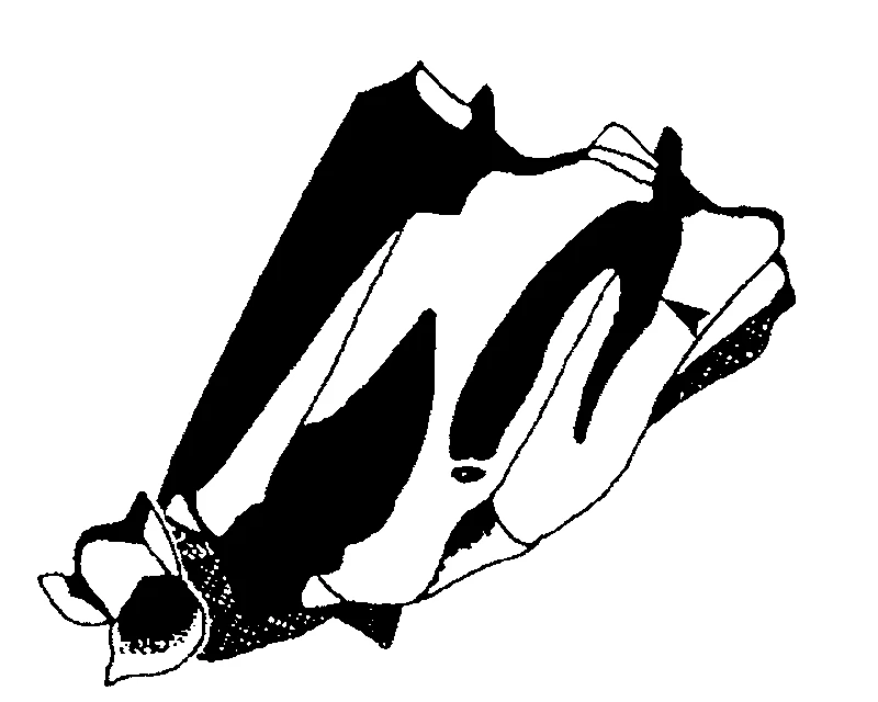 couplet drawing